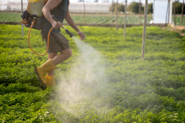 Best Pest Control for Homes  in Moreauville, LA