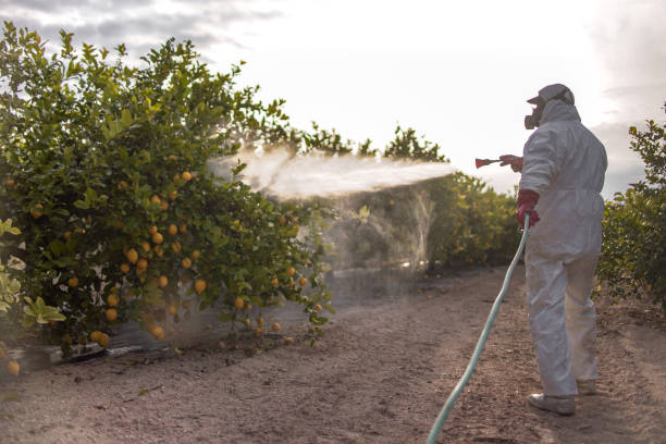Best Bed Bug Extermination  in Moreauville, LA