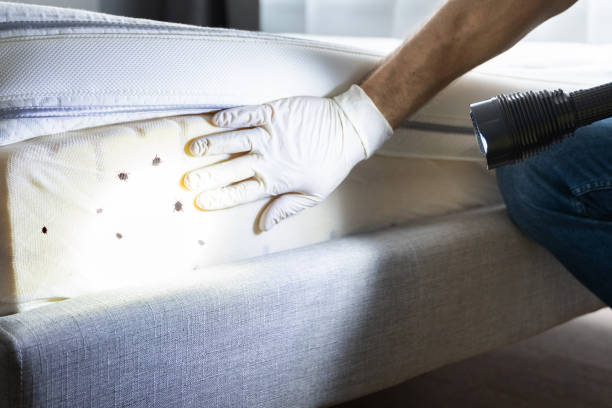 Best Wasp Removal Services  in Moreauville, LA