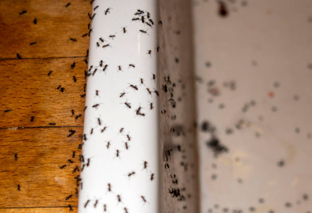 Best Insect Control  in Moreauville, LA