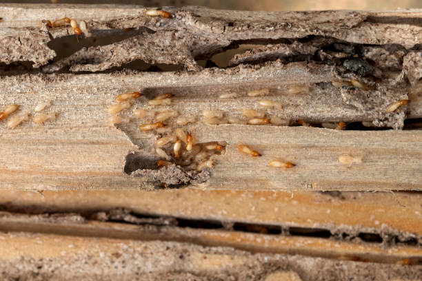 Best Commercial Pest Control Services  in Moreauville, LA