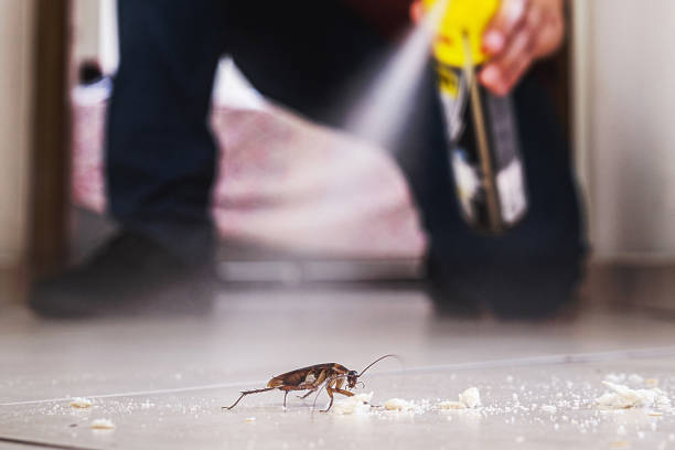 Best Flea Control Services  in Moreauville, LA