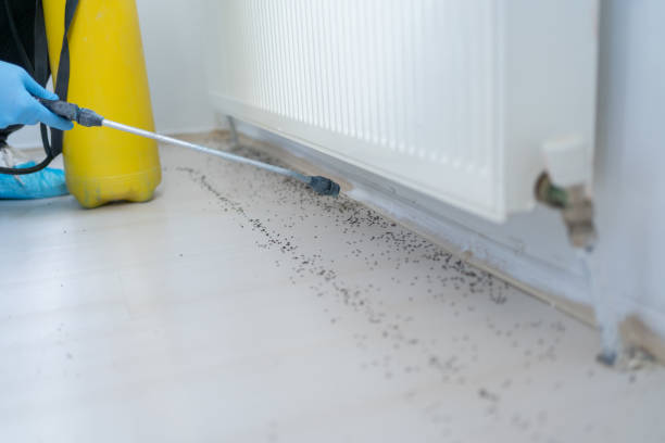 Reliable Moreauville, LA Pest Control Solutions