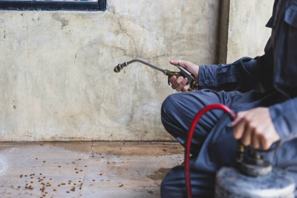 Best Termite Control Services  in Moreauville, LA